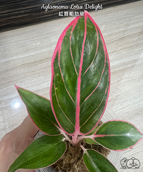 fiddle fig indoor plant Fiddle Leaf Fig 14" Std
