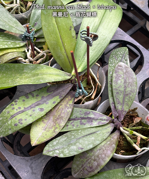 洋蘭原種 (543) Phal. mannii ’Black’ ファレノプシス マンニー　’ブラック’ 美琪園藝Miki Orchid - 品種詳細頁