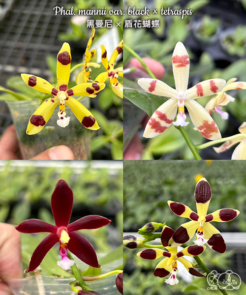 洋蘭原種 (543) Phal. mannii ’Black’ ファレノプシス マンニー　’ブラック’ 美琪園藝Miki Orchid - 品種詳細頁