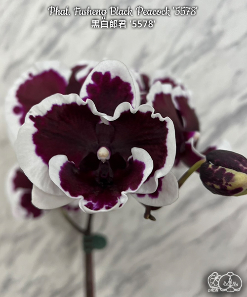 極上 明時代　花入　F-4 美琪園藝Miki Orchid - 品種詳細頁