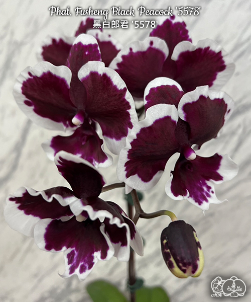 美琪園藝Miki Orchid - 品種詳細頁