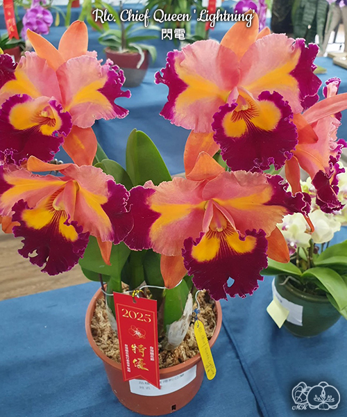 美琪園藝 Miki Orchid